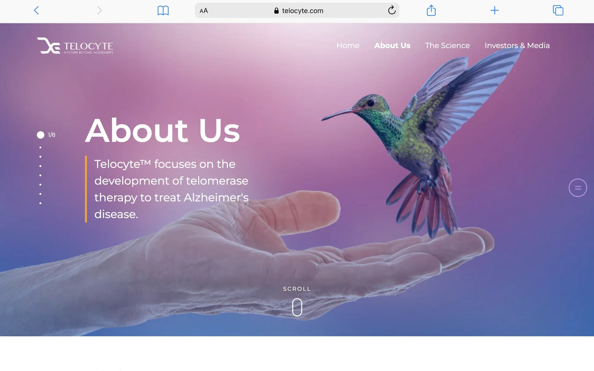 Telocyte brand identity project
